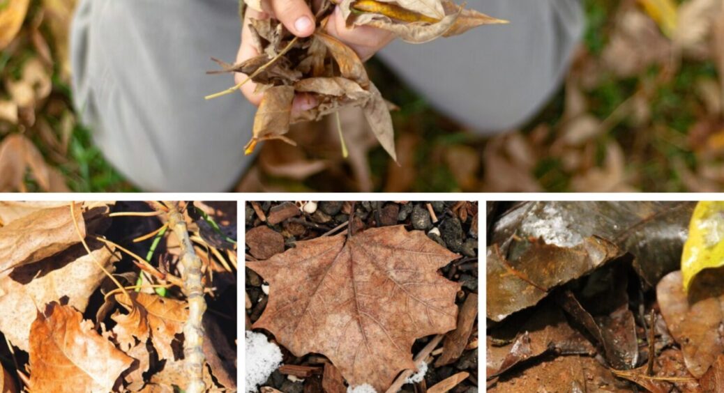 Ми його для користі, а воно таке робить: що не можна накривати опалим листям ні в якому разі? 