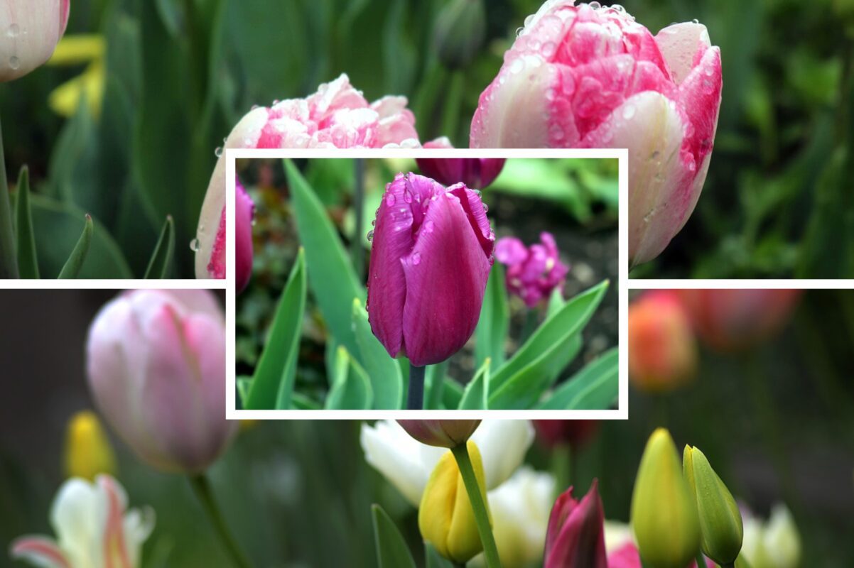 Садівники розповіли, чи можна висаджувати тюльпани в грудні 2025