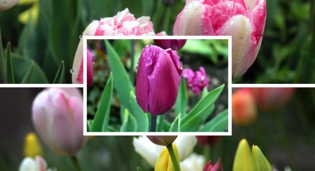 Грудень настав – час посадки тюльпанів? Чи можна висаджувати цибулини в зимову пору року 