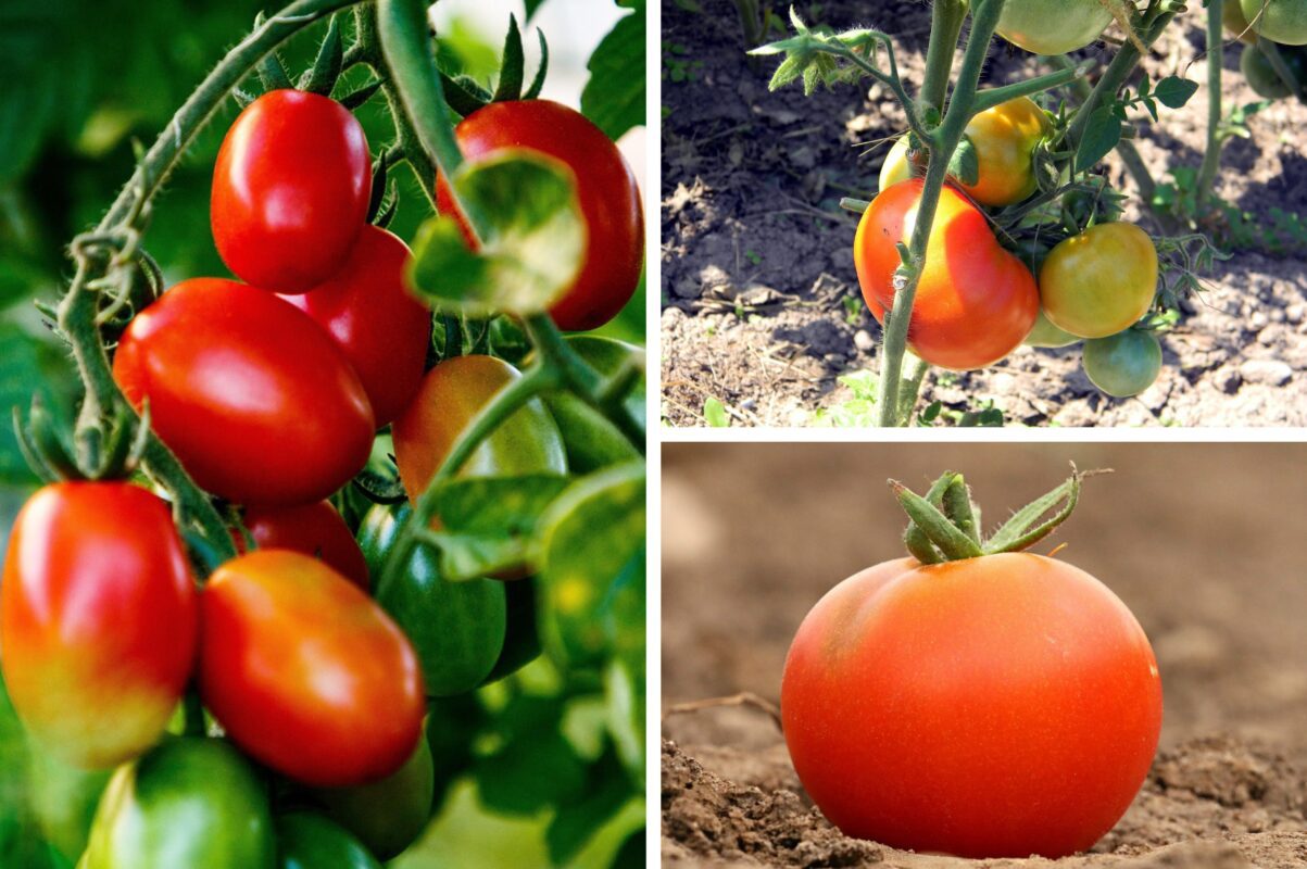 Агрономи назвали високоврожайний і невибагливий сорт помідорів