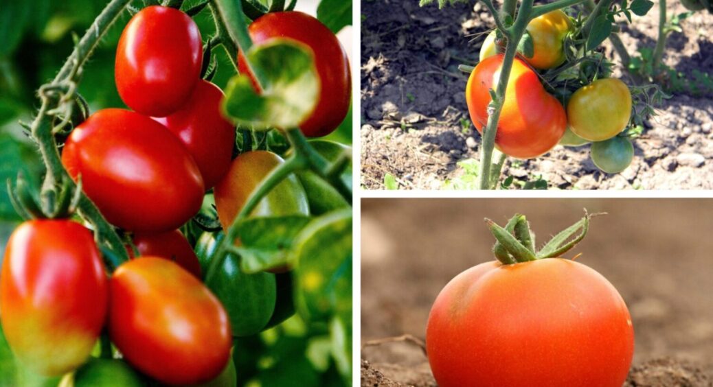 Томати-гіганти: агроном назвала сорт, який дає по 15 кг – гарантовано дозрівають вже на початку літа 