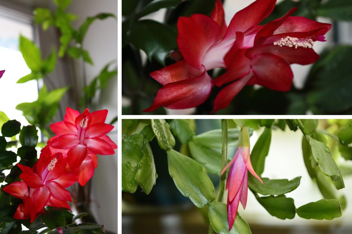 Садівники розповіли, яку квітку можна посадити в грудні для рясного цвітіння