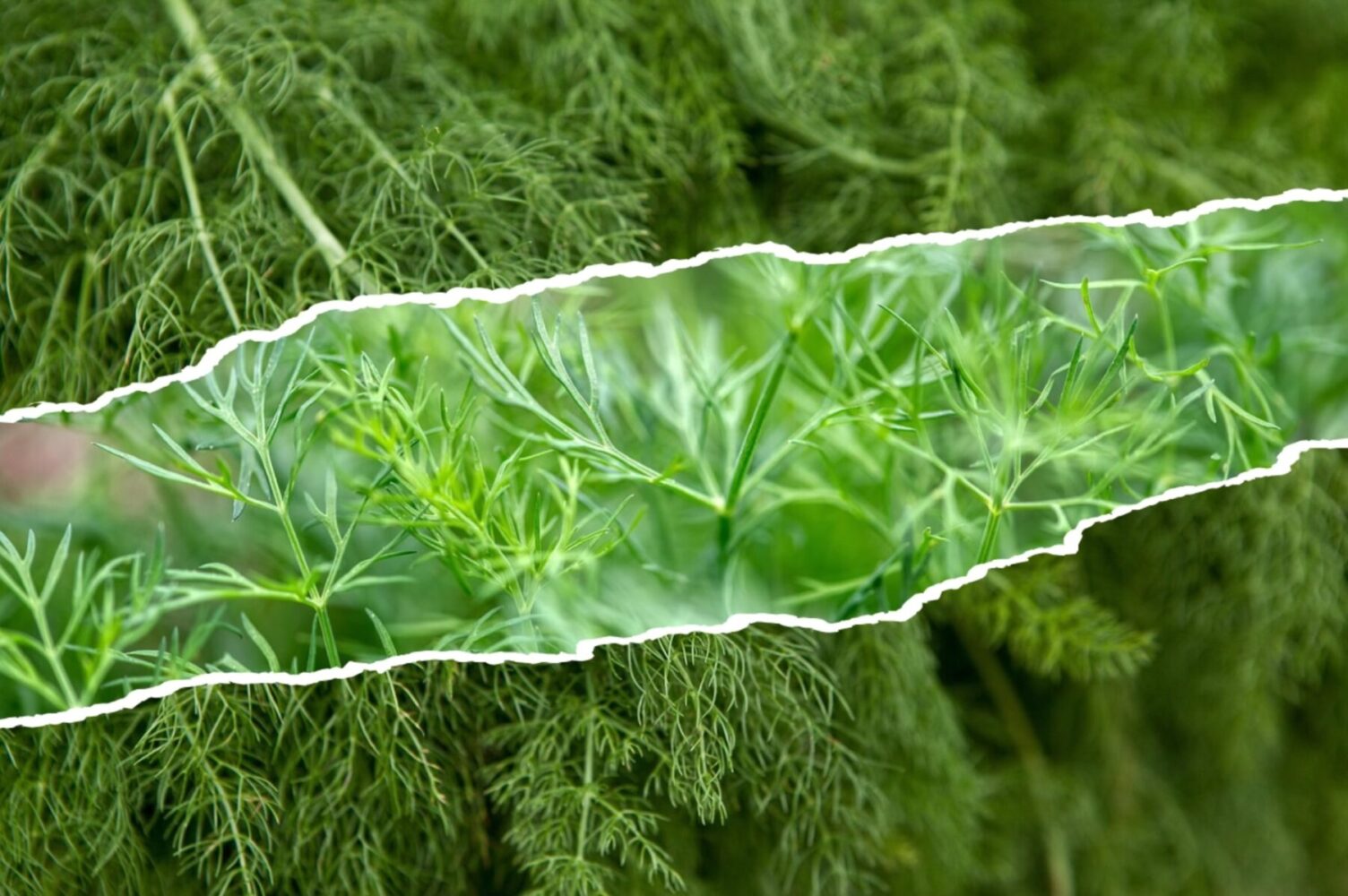 Як виростити великий та соковитий кріп. Фото: скріншот з відео