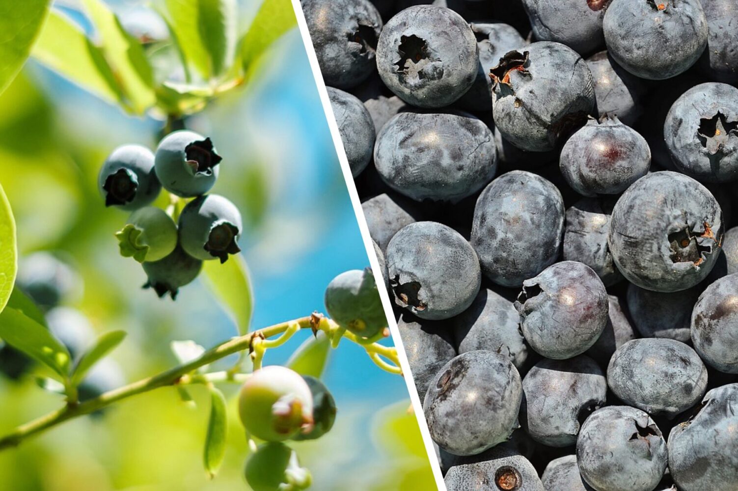 Садівники розповіли, чим підгодувати лохину взимку для щедрого врожаю в 2026-му