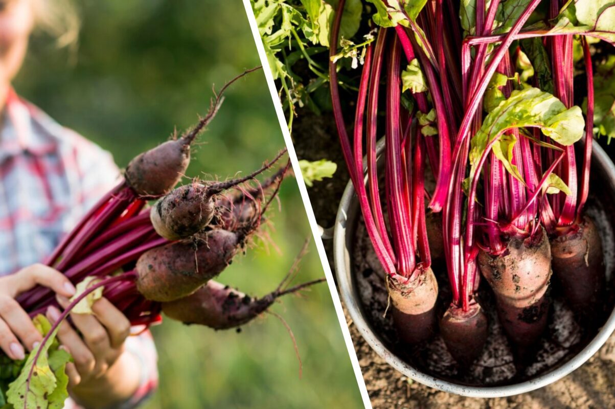 Агрономи назвали два сорти буряків, які стабільно дають високий врожай