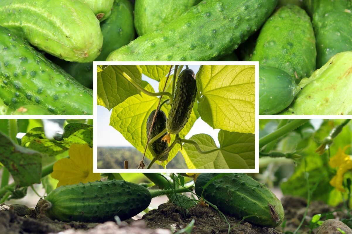 Агрономи розсекретили найстійкіші сорти огірків для посадки в 2026-му