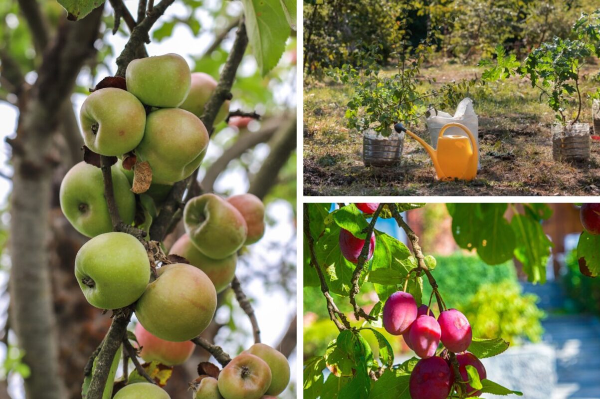 Городники розповіли, як підвищити морозостійкість дерев у саду в 2026-му