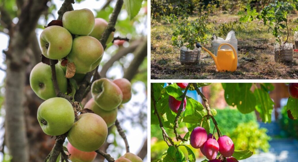 6 дій в саду – і дерева будуть морозостійкими 24/7: як підвищити їх витривалість до холодів 