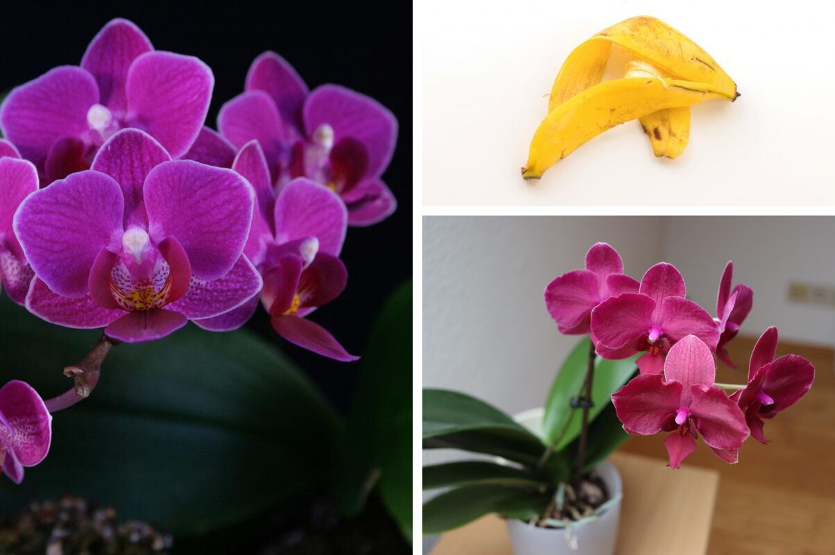 Квітникарі розповіли, як приготувати добриво для орхідеї зі шкірки бананів