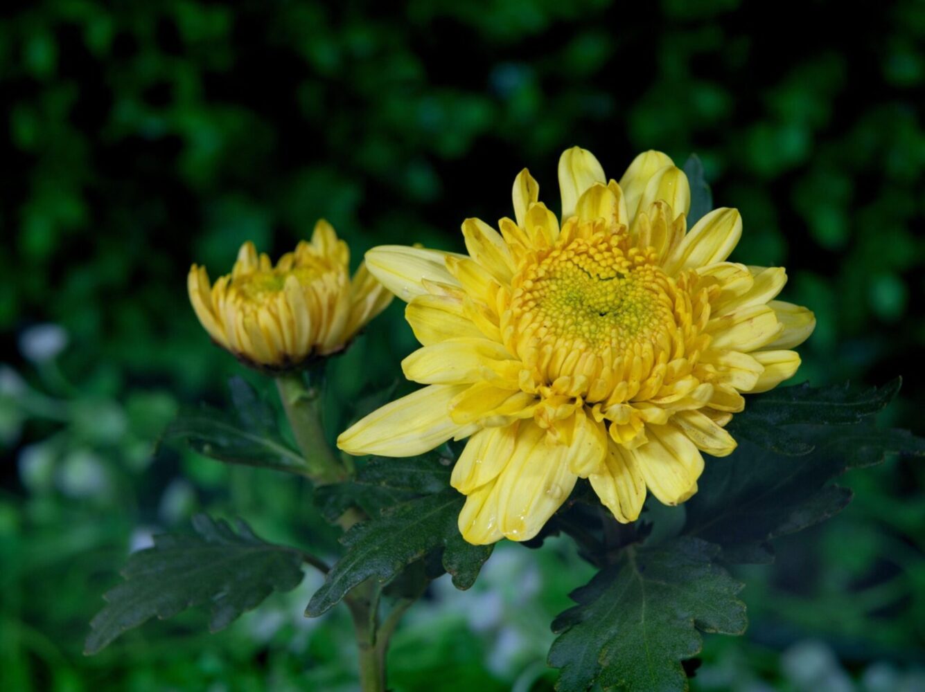 Квітникарі розповіли, як правильно укрити хризантеми на зимовий період