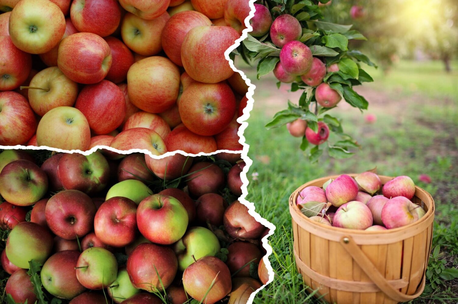 Садівники розсекретили найсмачніший сорт яблук, який гарно зберігається