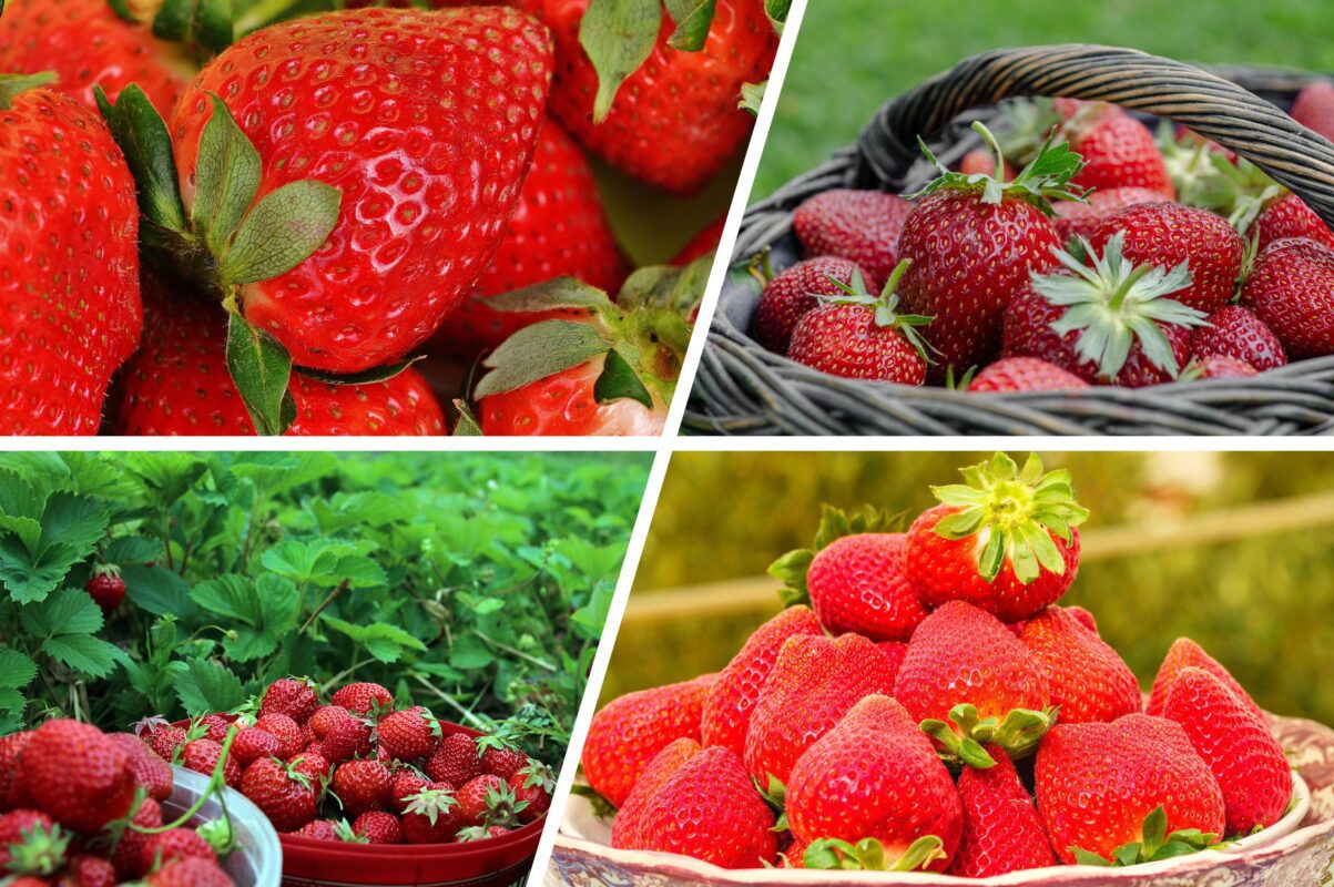 Садівники розсекретили найсолодші сорти полуниці для вирощування