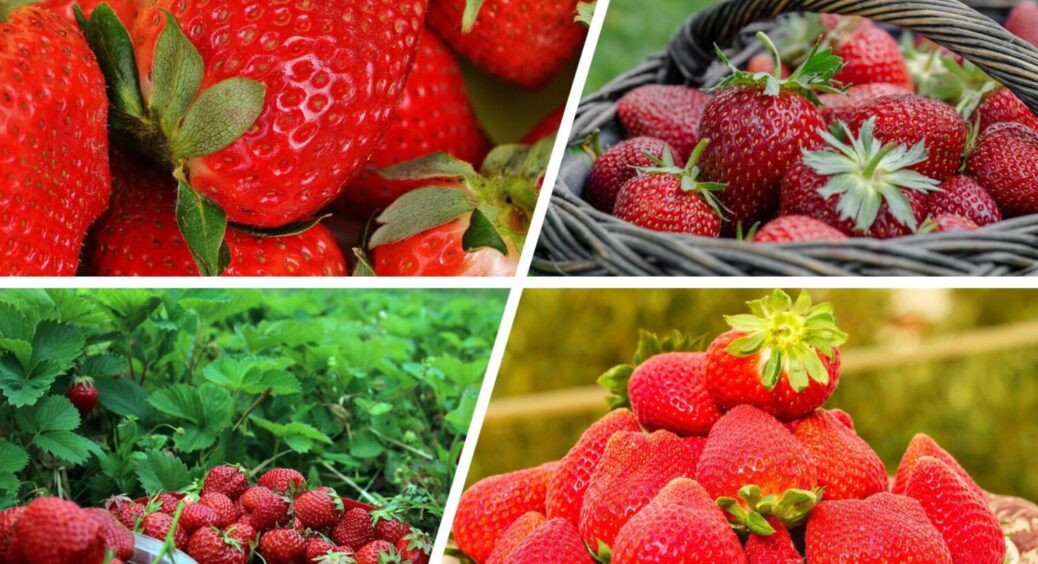 Яку культуру посіяти після полуниці: покращуємо ґрунт за 1 сезон – урожаї рекордні 