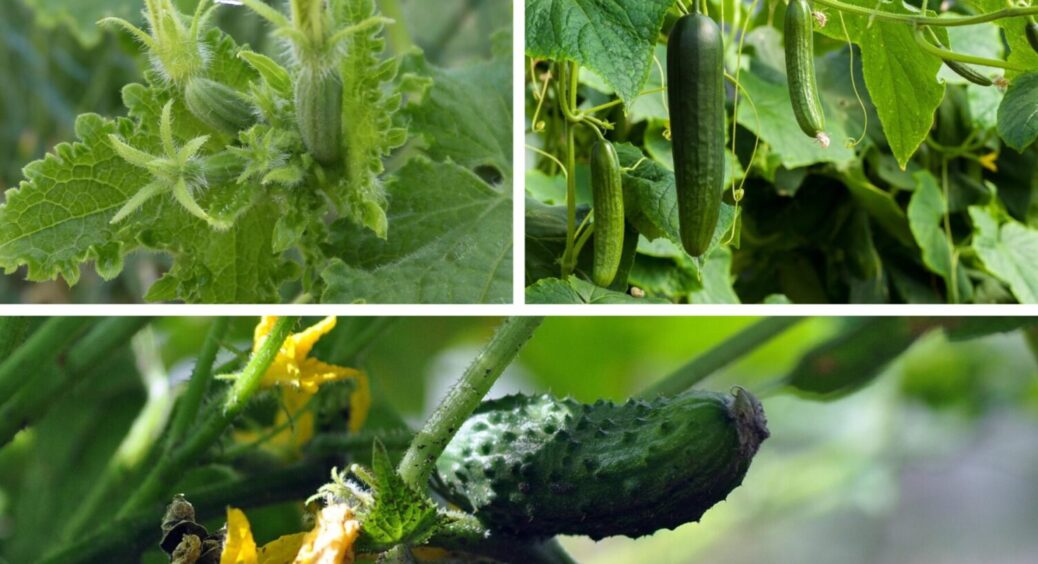 У Київській області назвали 5 сортів огірків для нестабільної весни: результати минулого року 
