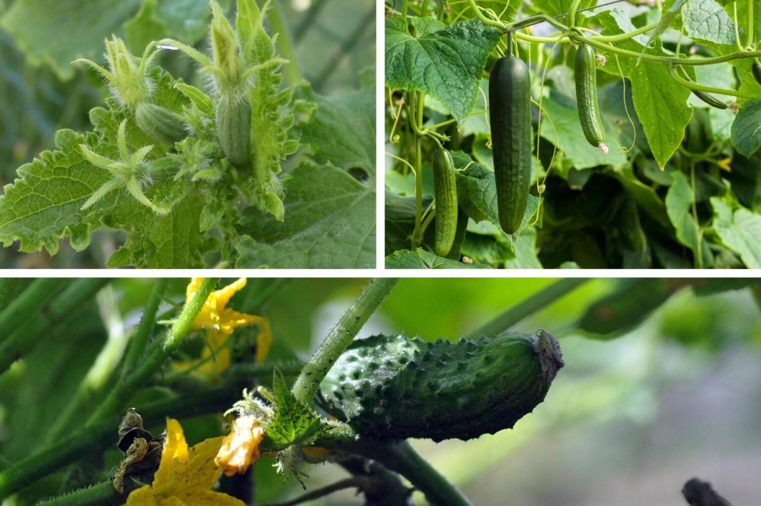 Агроном розповів, які 5 сортів огірків дають стабільний урожай