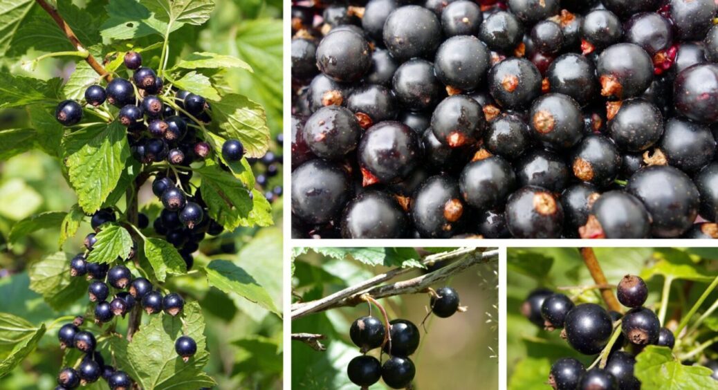 1 засіб під кущ – і смородина навесні 2026 швидко піде в ріст: що зробити з ягідними кущами 