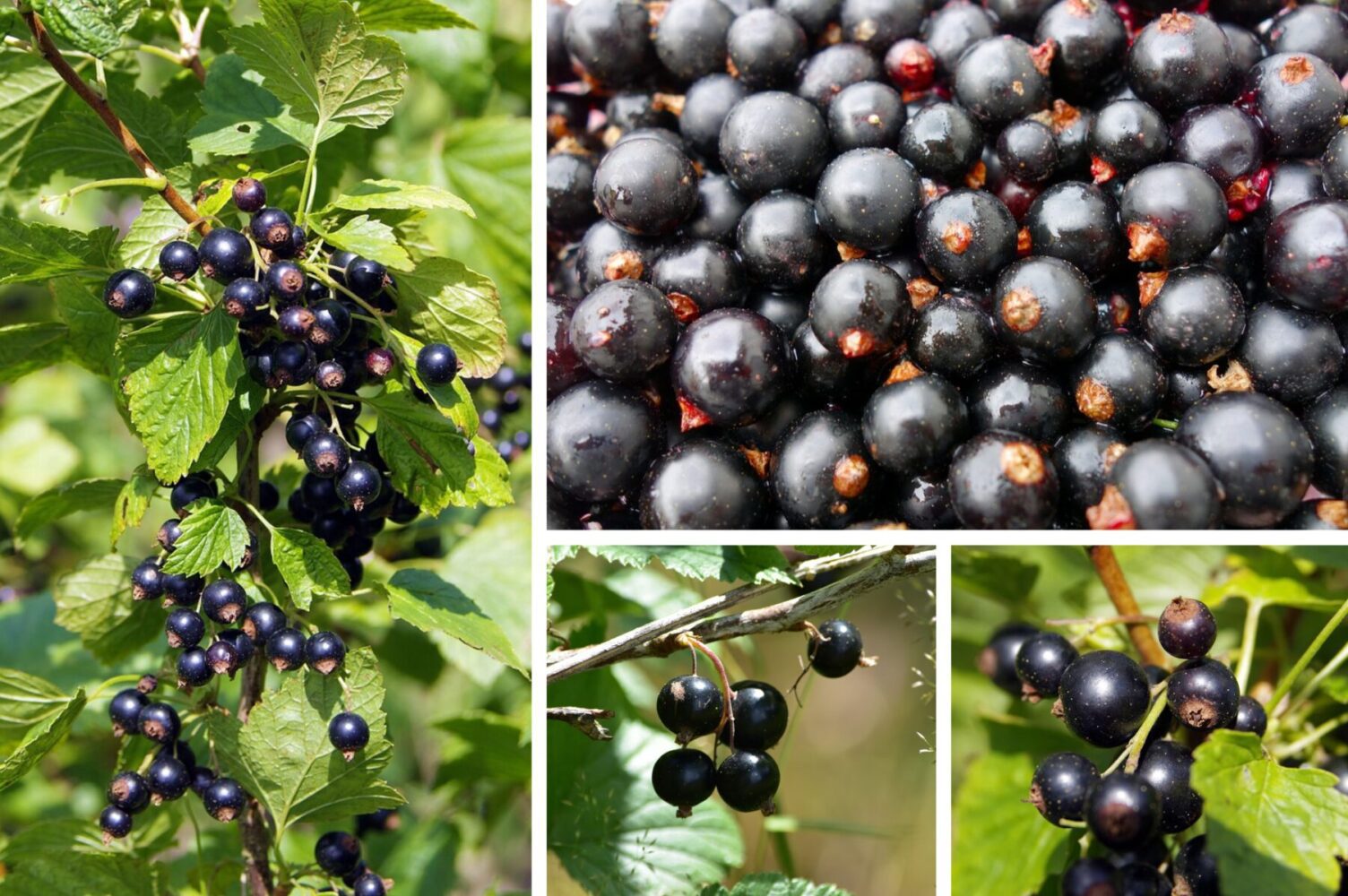 Як підживити смородину взимку