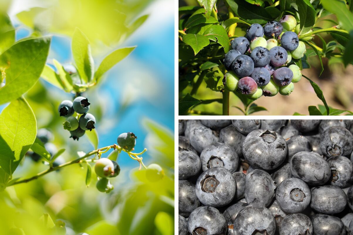 Садівники розповіли, чим підгодувати лохину взимку 2025