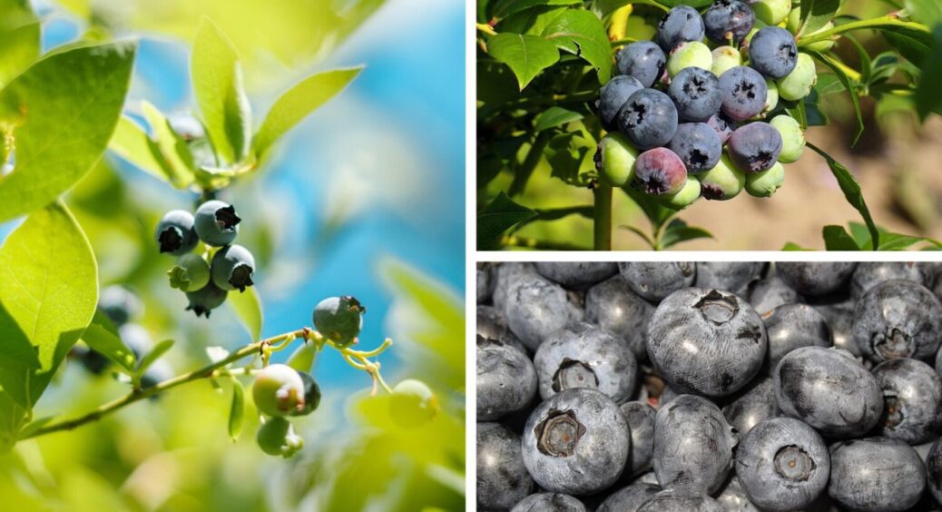 1 добриво під кущ – і врожаю вдвічі більше: чим підживити лохину взимку 2025 