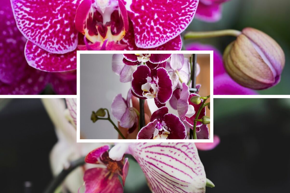 Садівники розповіли, чим підживити орхідею взимку для рясного цвітіння