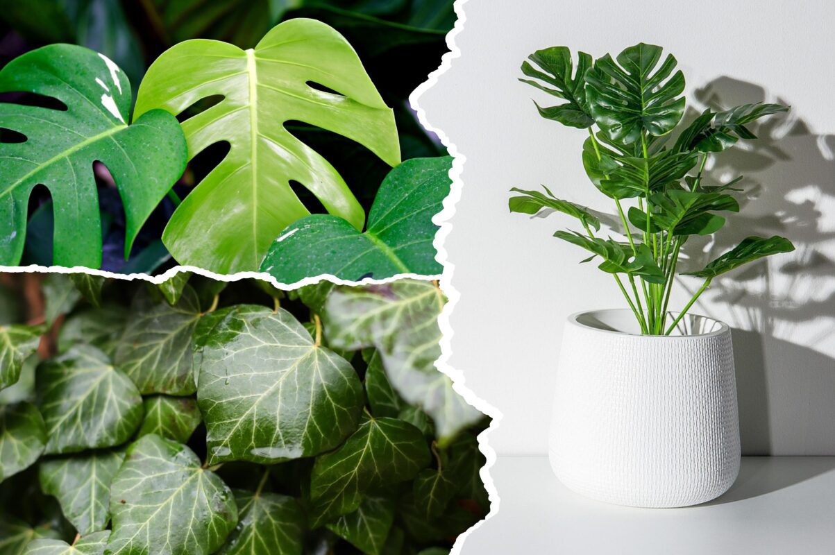 Квітникарі назвали дві популярні рослини, які не можна тримати в будинку