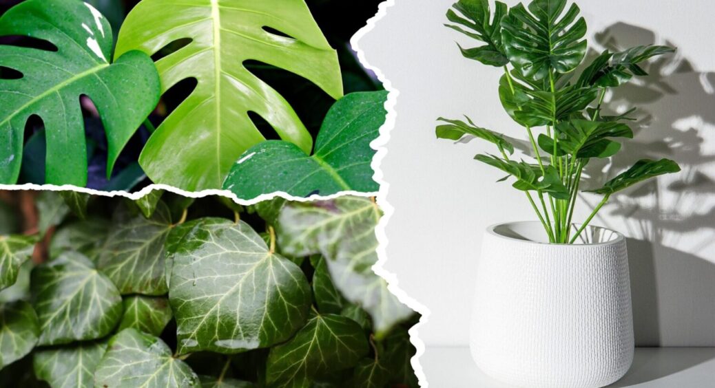 Ми їх для користі, а вони лише шкодять: чому не можна тримати вдома монстеру і плющ 