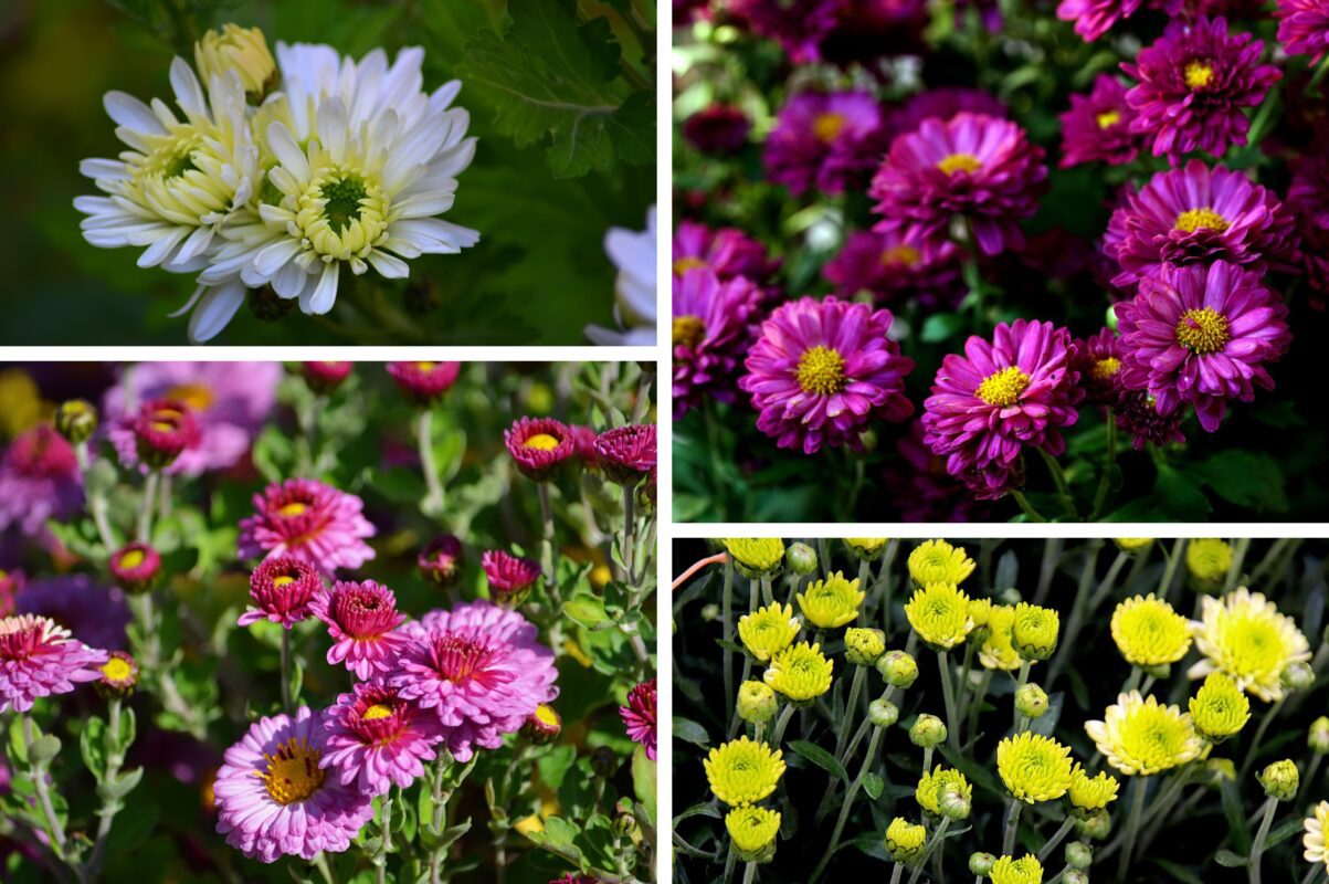 Квітникарі розповіли, як правильно укрити хризантеми на зимовий період