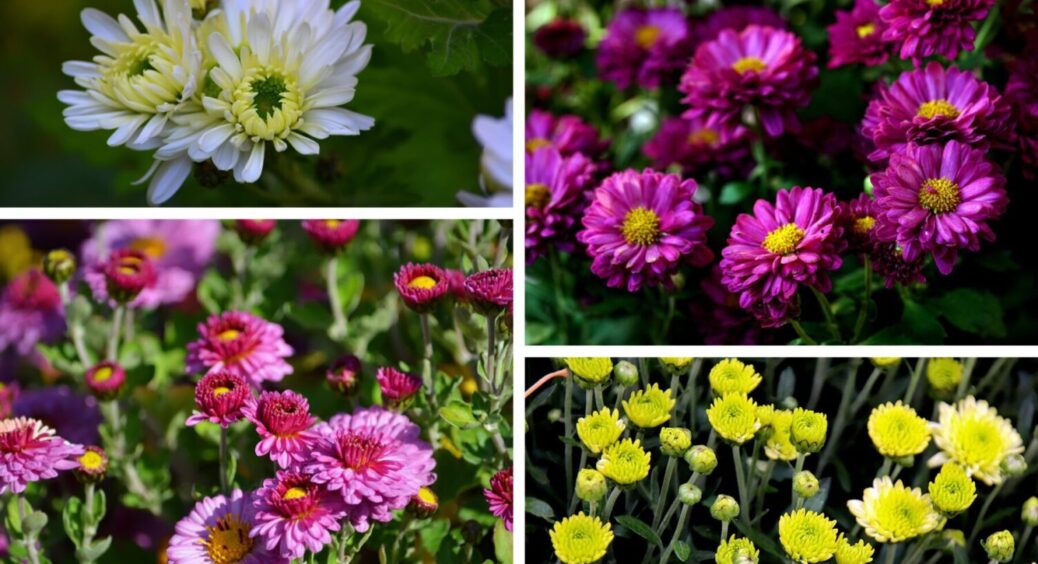 Морози в Україні до -15: 2 способи укриття хризантем на зиму, що зберігають життя кущикам 