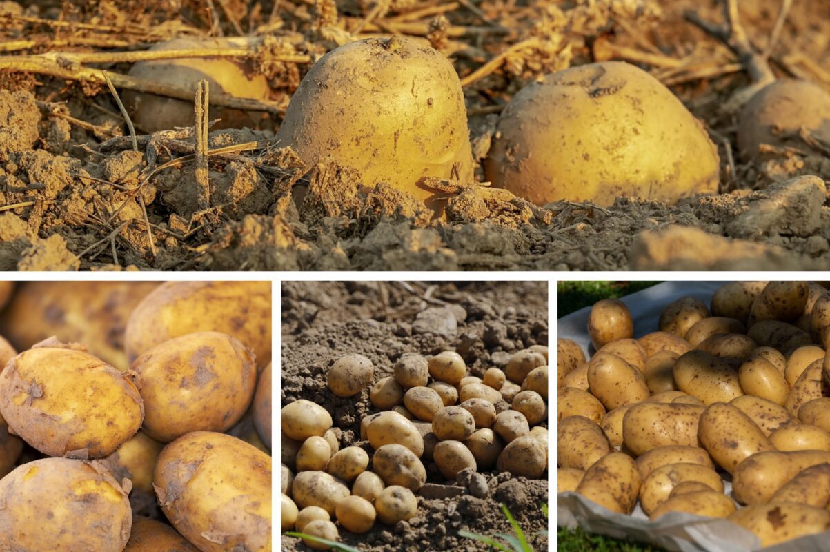 Городники назвали три найурожайніші сорти картоплі для вирощування