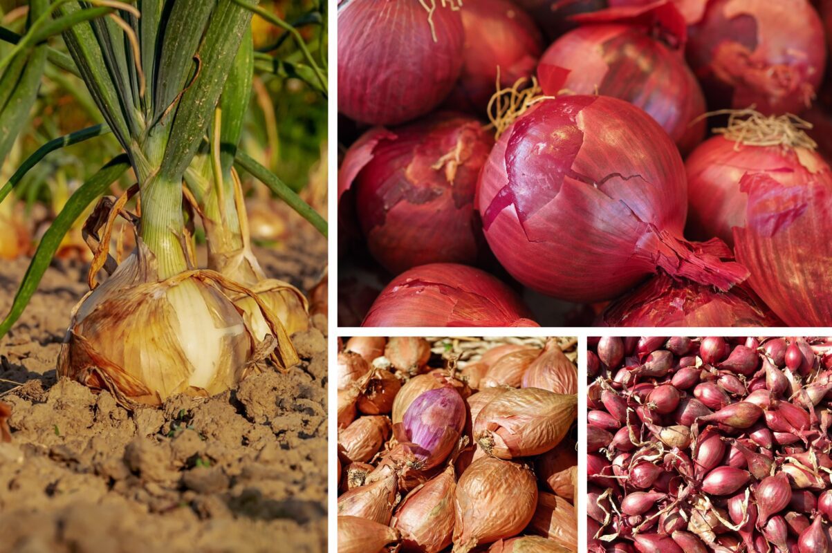 Агрономи назвали три сорти цибулі, які зберігаються найкраще й не псуються