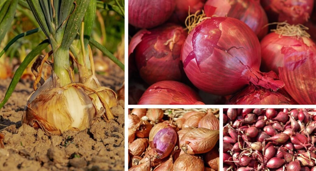 Ця цибуля буде свіжою й цілою понад 9 місяців – 3 сорти овочу, які найкраще зберігаються 