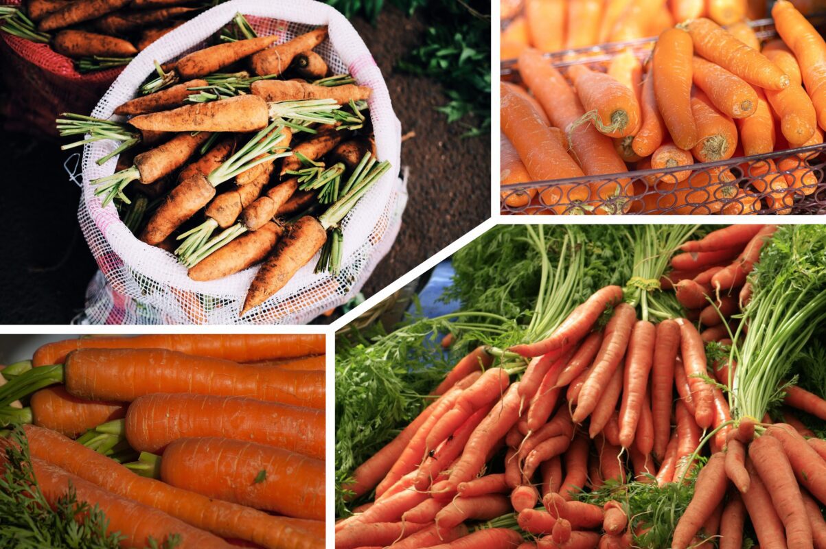 Агрономи розсекретили найсолодші сорти моркви для посадки в 2026-му