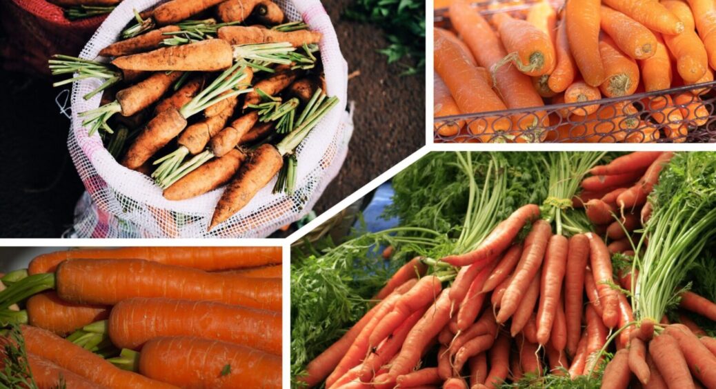 У 4 українських областях визначили найсолодші сорти моркви – що обрати для посадки у 2026 