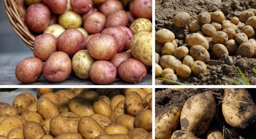 Жменя порошку в лунку при посадці — дротяник йде, а картопля виростає велика і чиста 