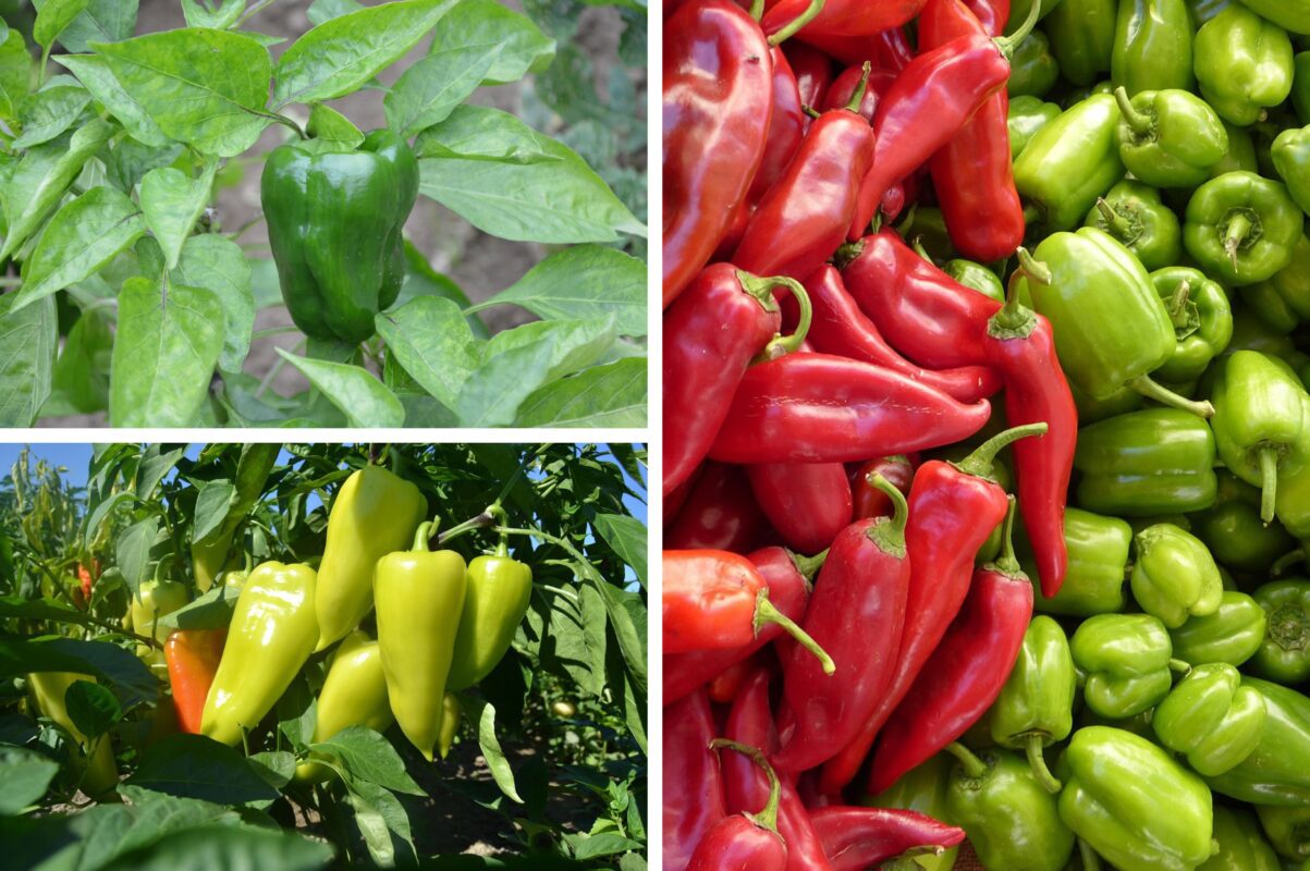 Агрономи назвали найурожайніший і найстійкіший сорт перцю