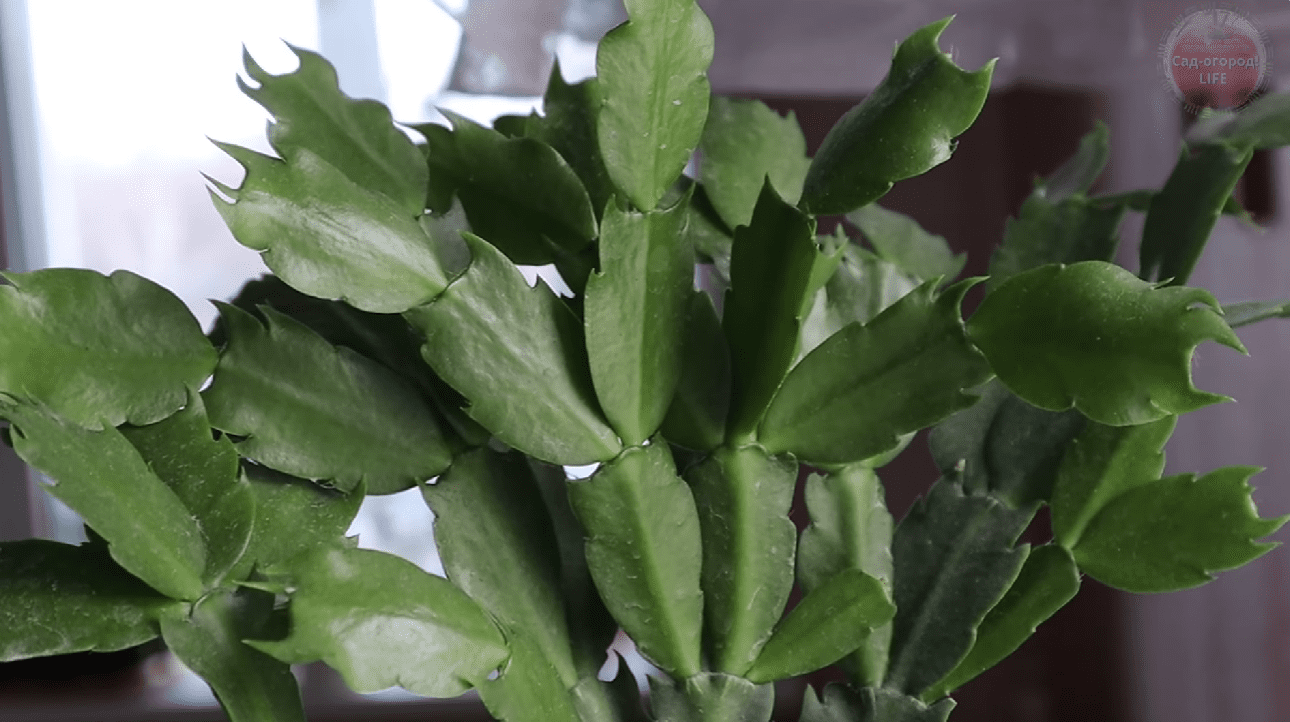 Господині назвали найкраще добриво для бурхливого цвітіння декабриста