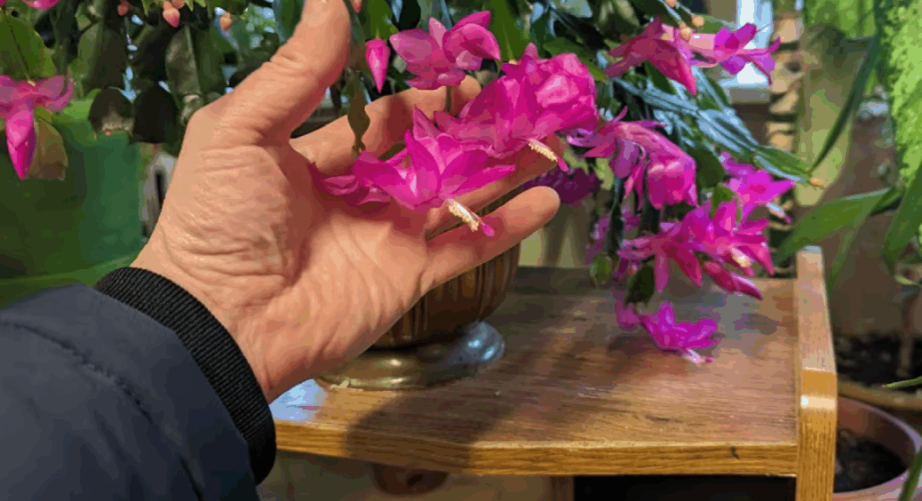 Декабрист цвіте дуже пишно і довго, якщо підсипати трохи цього порошку – працює на 100% 