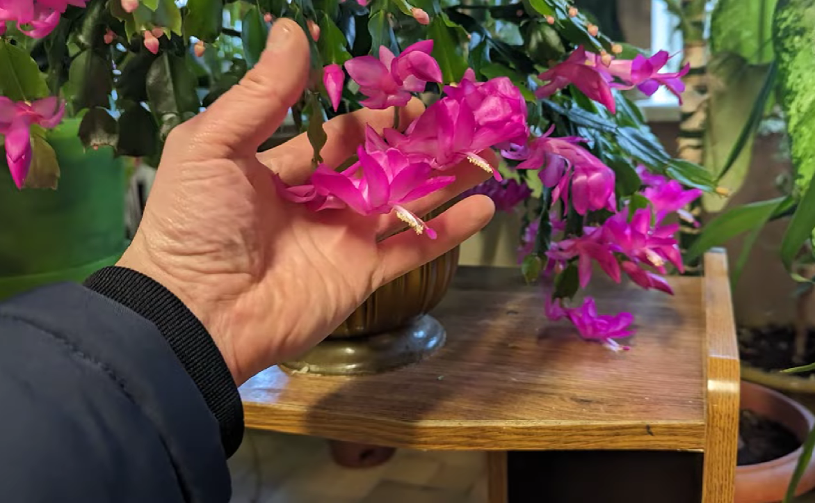 Господині назвали найкраще добриво для бурхливого цвітіння декабриста