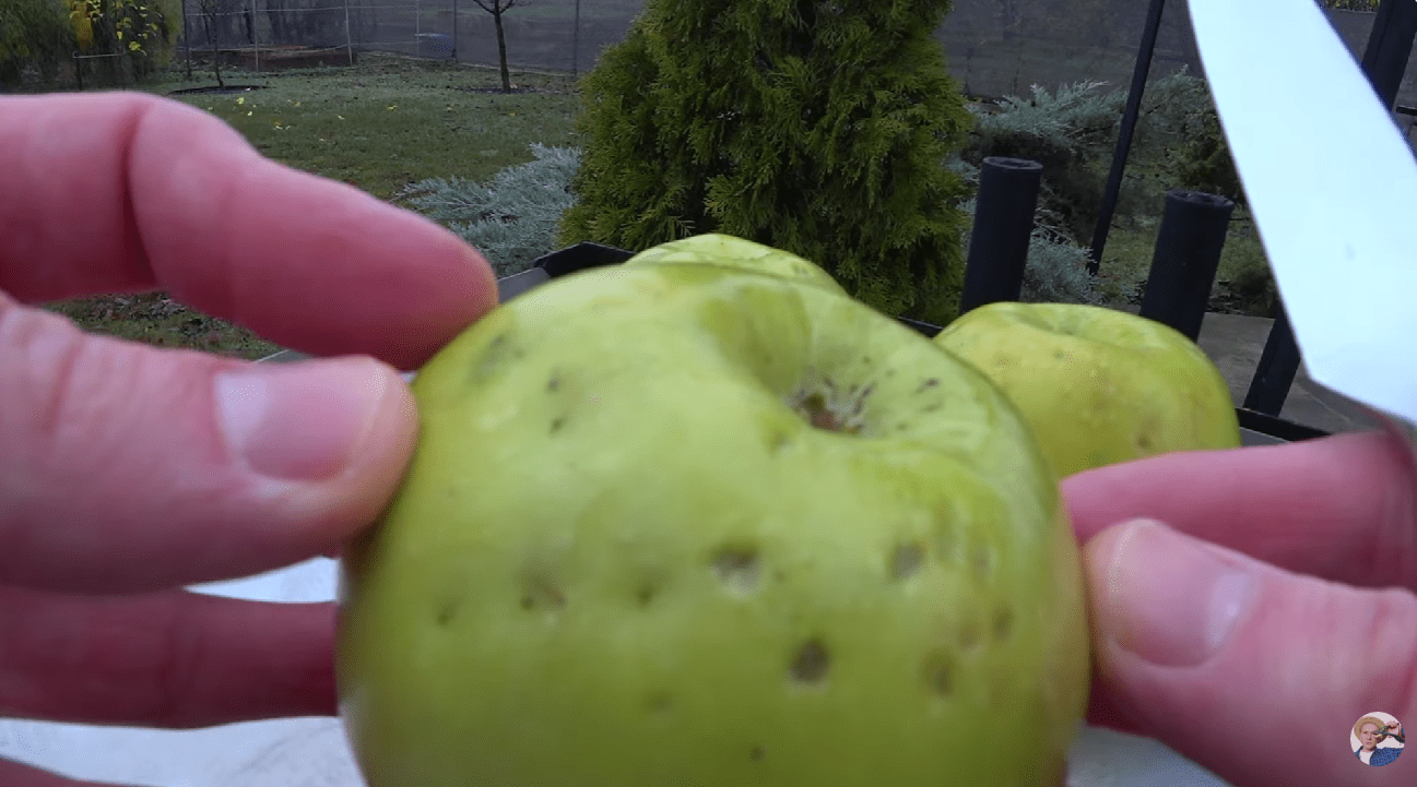 Чому яблука погано зберігаються та покриваються плямами