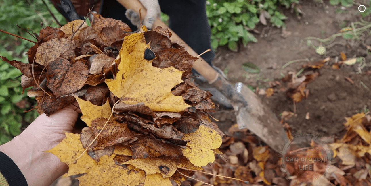Городники розповіли, як просто приготувати супер добриво з осіннього листя