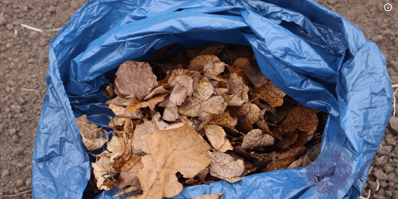 Городники розповіли, як просто приготувати супер добриво з осіннього листя