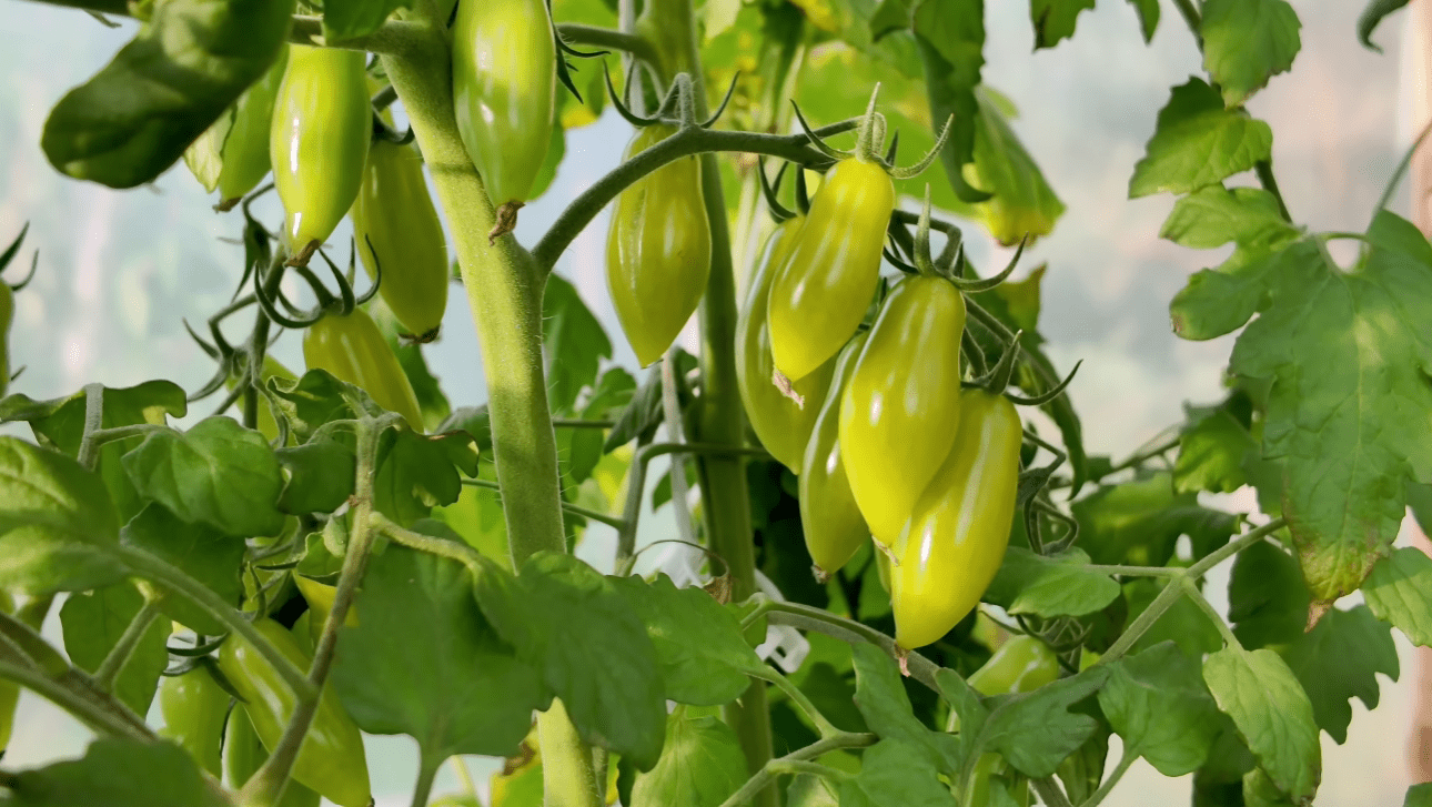 Городники назвали 3 сорти томатів з ідеальним та справжнім смаком