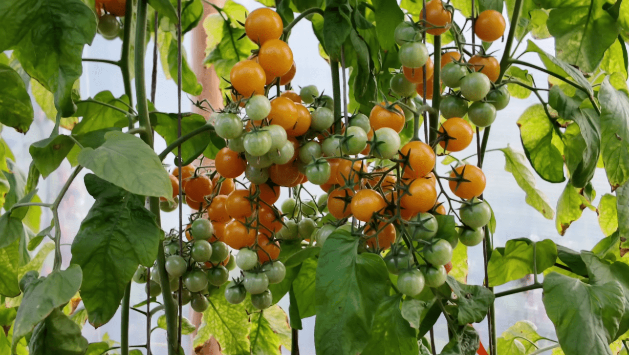 Городники назвали 3 сорти томатів з ідеальним та справжнім смаком