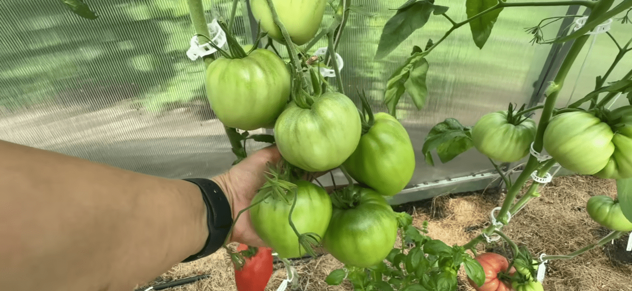 Садівники назвали найкращі сорти помідорів, які садитимуть у 2026 році