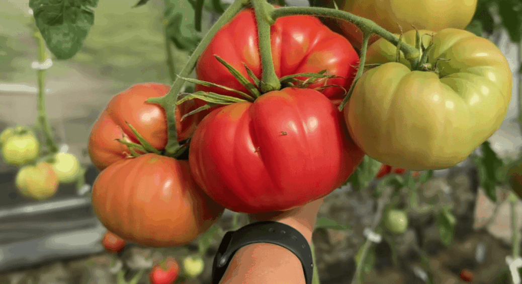 Перевірено в умовах посухи 2024 року: ці 2 сорти томатів дають урожай солодких плодів без води 