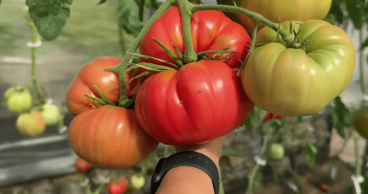 Садівники назвали найкращі сорти помідорів, які садитимуть у 2026 році