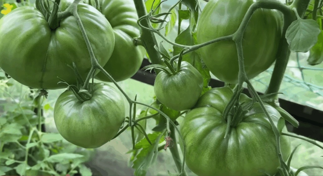 З усіх сортів-гігантів вибираю 2, і бід не знаю: гребу врожай по 15 кг із куща – плоди м’ясисті 