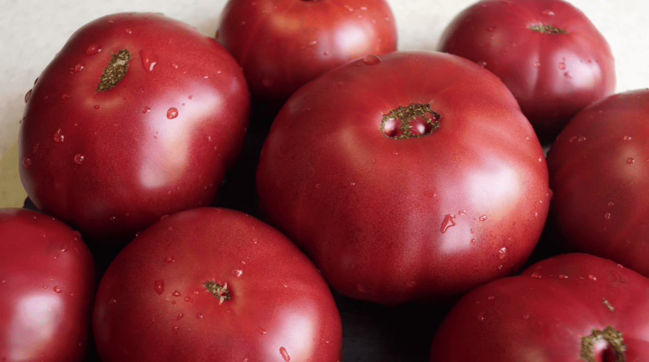 Городники назвали найкращі сорти томатів нового покоління: новинки сезону