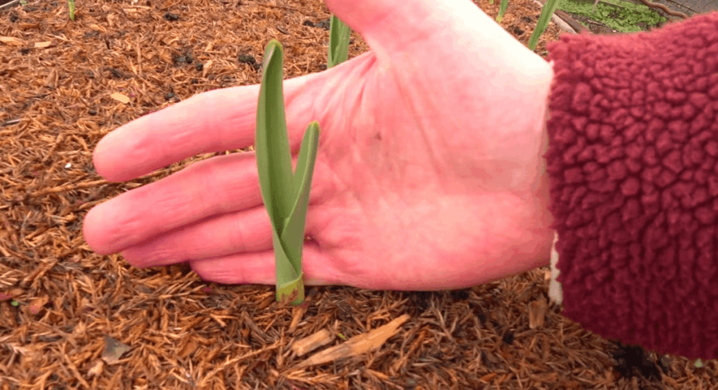 Не поспішайте вкривати зараз пророщений часник: ЦЕ може знищити врожай швидше, ніж мороз 