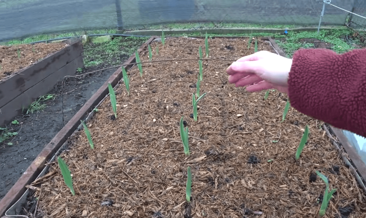 Городники попередили, яка дія зараз може зіпсувати врожай часнику швидше за мороз